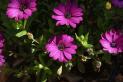 Blumen mit herrlichen Farben in unserem Garten